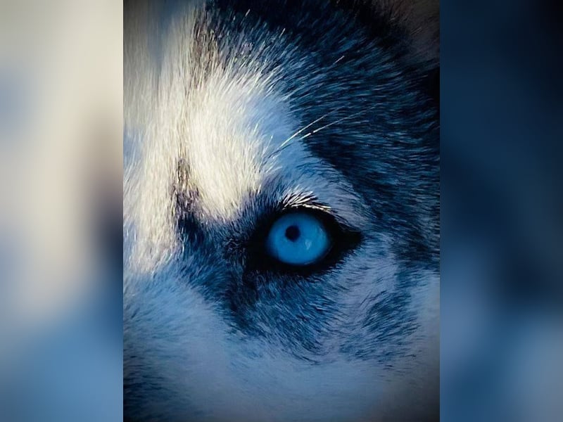 FREYA ca. 18 mon. lebenslustige, menschenbezogene Husky-Hündin