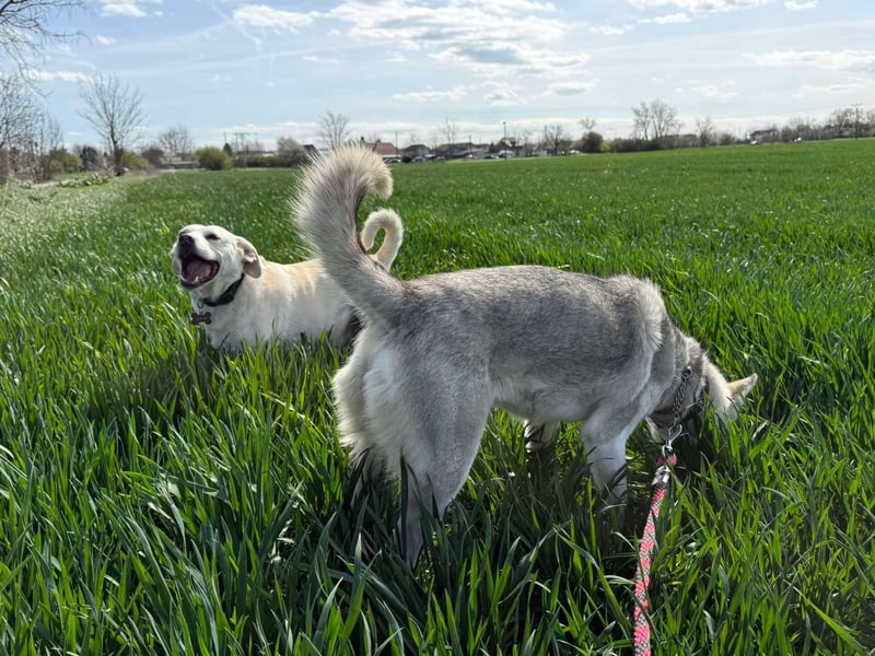 FREYA ca. 18 mon. lebenslustige, menschenbezogene Husky-Hündin