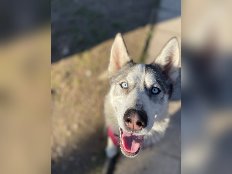 FREYA ca. 18 mon. lebenslustige, menschenbezogene Husky-Hündin