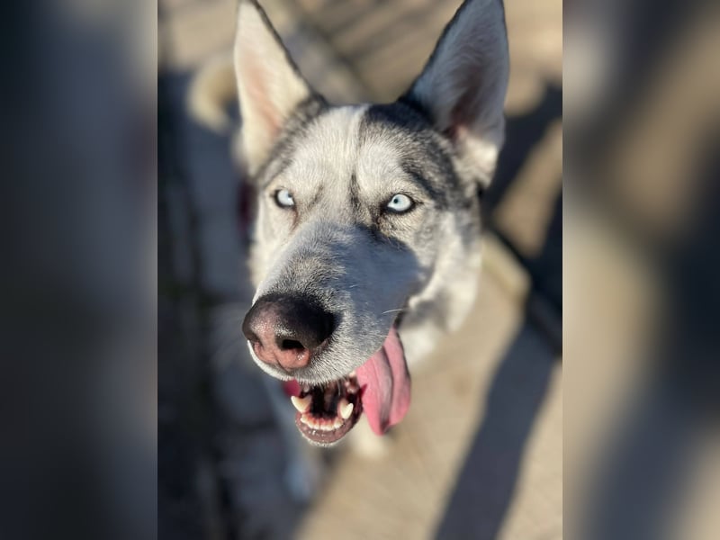FREYA ca. 18 mon. lebenslustige, menschenbezogene Husky-Hündin