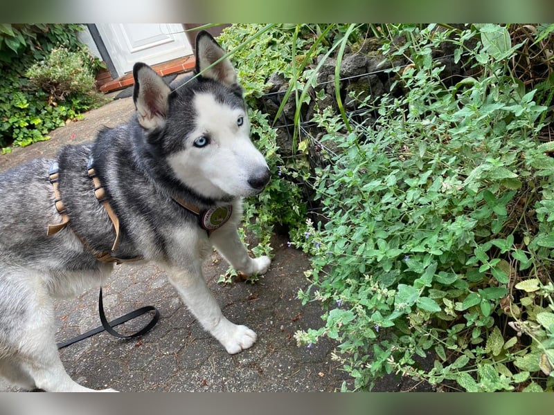 Husky MAX❤️ bezaubernder, menschenbezogener Rüde wartet schon in 56626 Andernach