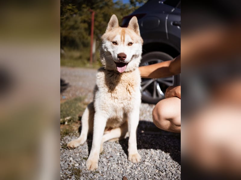 Husky- Rüde Rio ❤️ verschmust, verspielt, freundlich!