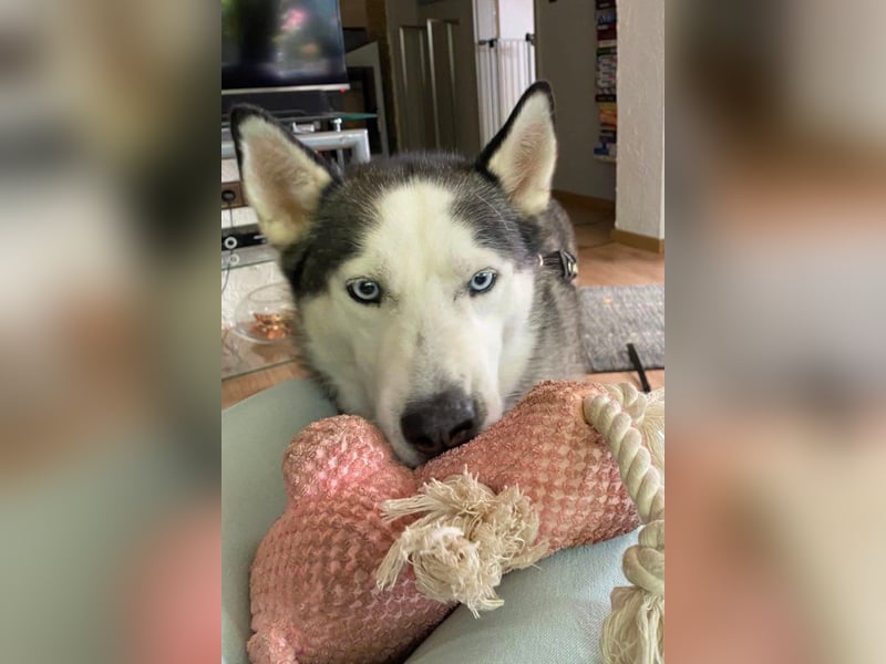 Husky MAX❤️ bezaubernder, menschenbezogener Rüde wartet schon in 56626 Andernach