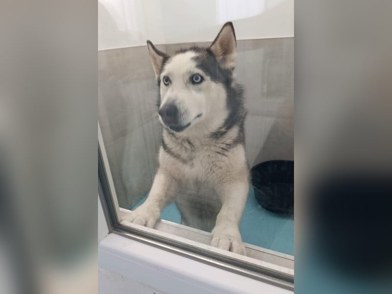 Husky MAX❤️ bezaubernder, menschenbezogener Rüde wartet schon in 56626 Andernach