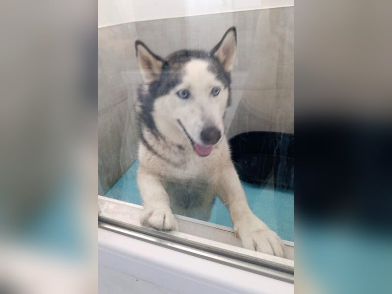 Husky MAX❤️ bezaubernder, menschenbezogener Rüde wartet schon in 56626 Andernach