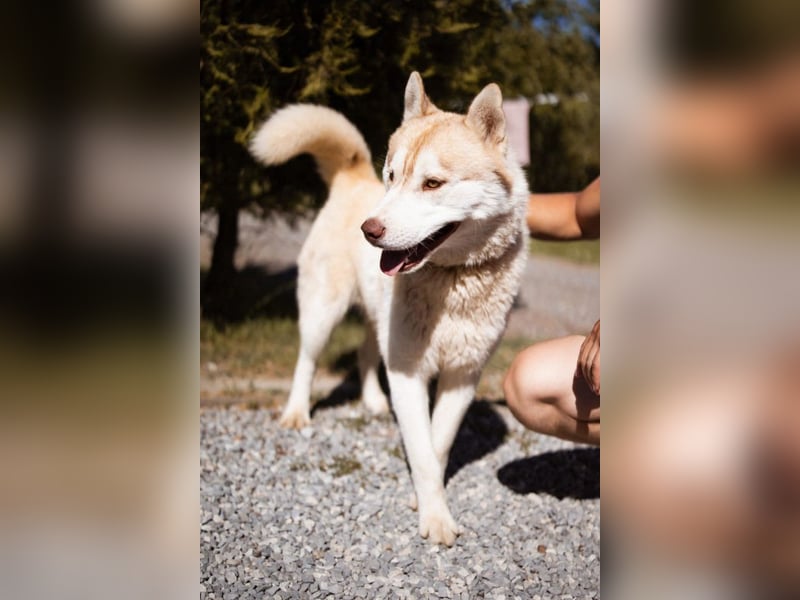 Husky- Rüde Rio ❤️ verschmust, verspielt, freundlich!