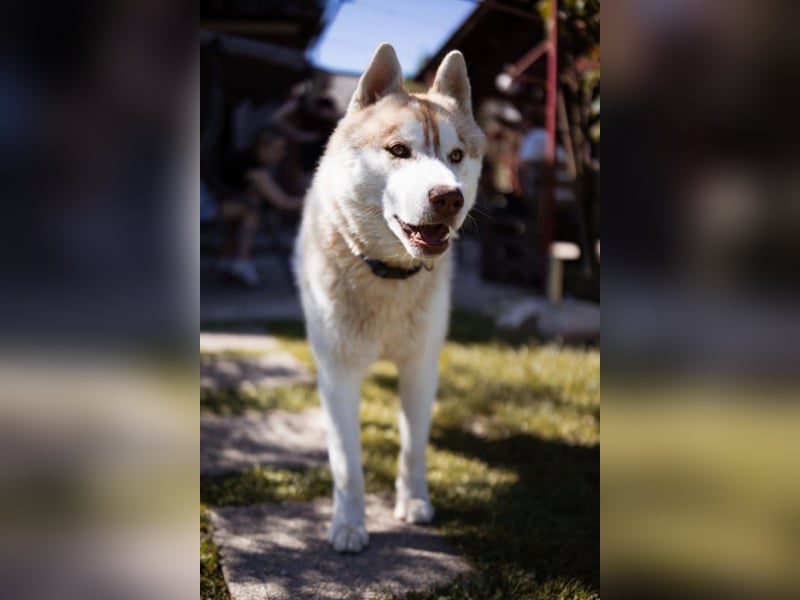 Husky- Rüde Rio ❤️ verschmust, verspielt, freundlich!