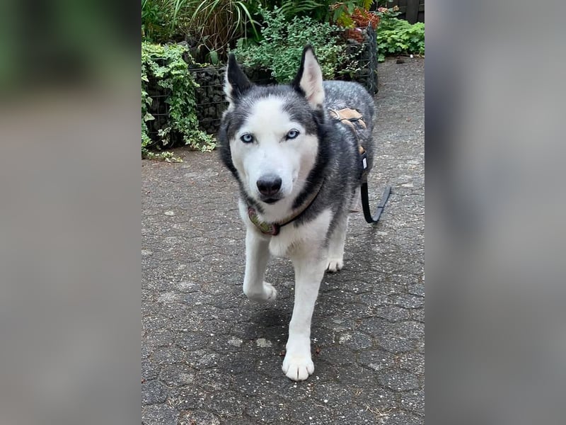 Husky MAX❤️ bezaubernder, menschenbezogener Rüde wartet schon in 56626 Andernach