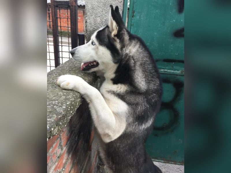 Husky MAX❤️ bezaubernder, menschenbezogener Rüde, sozial mit Artgenossen & Kindern