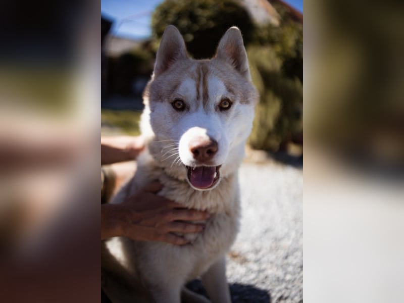 Husky- Rüde Rio ❤️ verschmust, verspielt, freundlich!