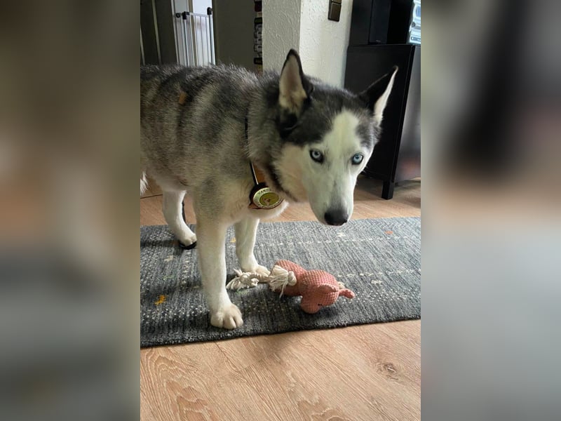Husky MAX❤️ bezaubernder, menschenbezogener Rüde wartet schon in 56626 Andernach
