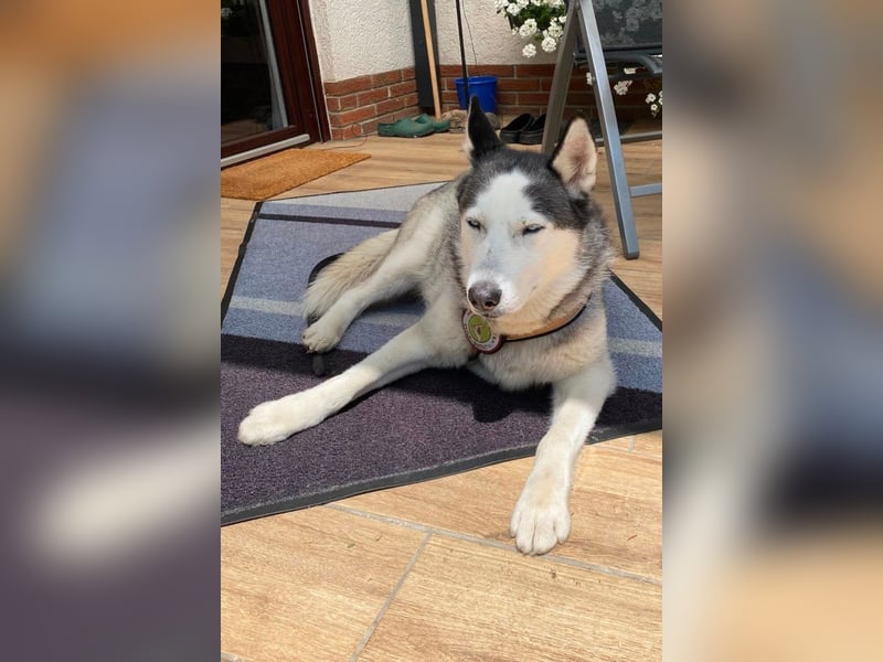 Husky MAX❤️ bezaubernder, menschenbezogener Rüde wartet schon in 56626 Andernach