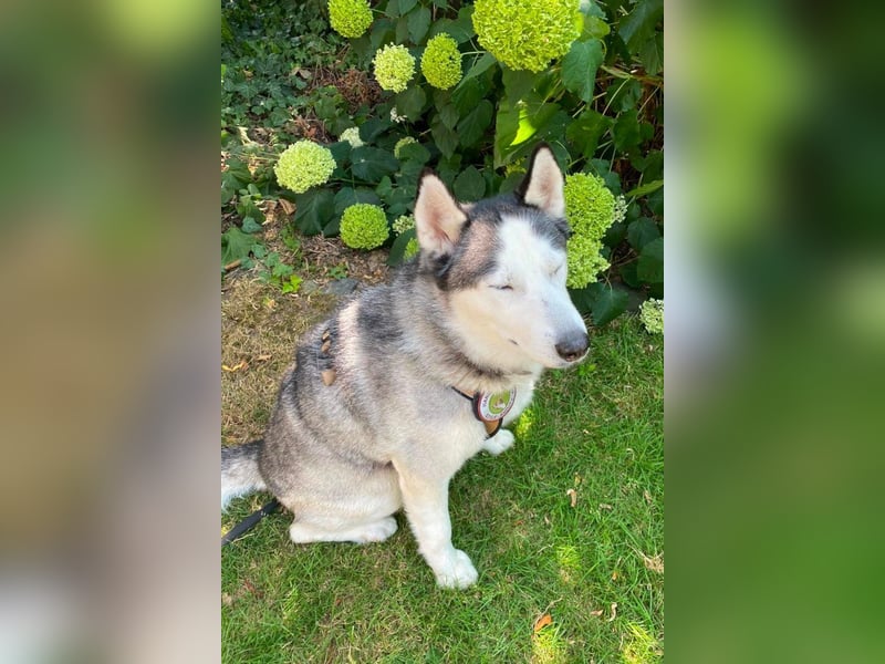 Husky MAX❤️ bezaubernder, menschenbezogener Rüde wartet schon in 56626 Andernach