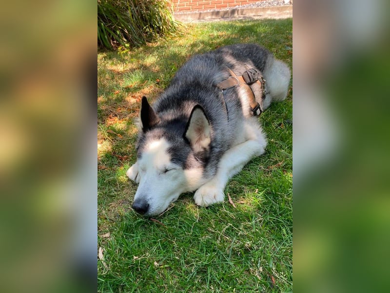 Husky MAX❤️ bezaubernder, menschenbezogener Rüde wartet schon in 56626 Andernach