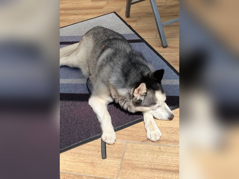 Husky MAX❤️ bezaubernder, menschenbezogener Rüde wartet schon in 56626 Andernach