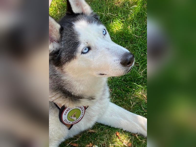 Husky MAX❤️ bezaubernder, menschenbezogener Rüde wartet schon in 56626 Andernach