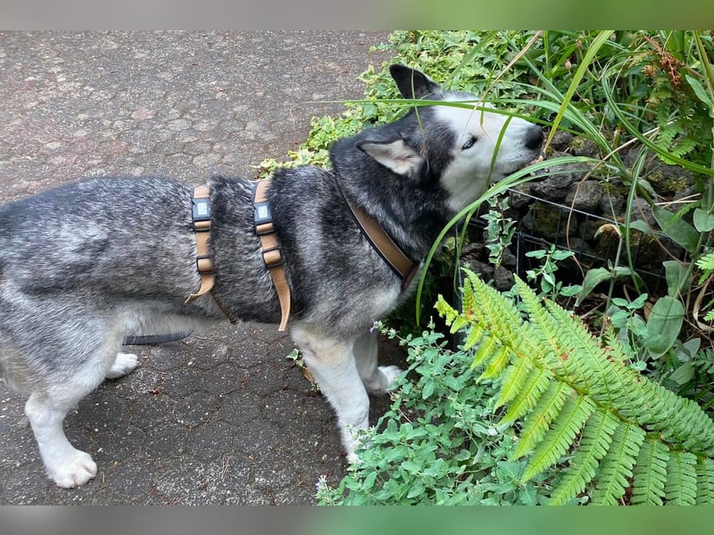 Husky MAX❤️ bezaubernder, menschenbezogener Rüde wartet schon in 56626 Andernach