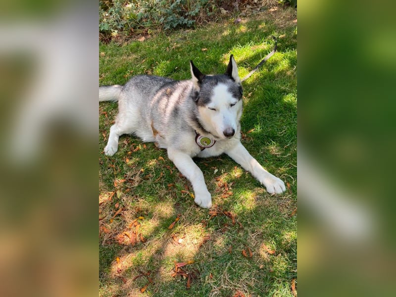 Husky MAX❤️ bezaubernder, menschenbezogener Rüde wartet schon in 56626 Andernach