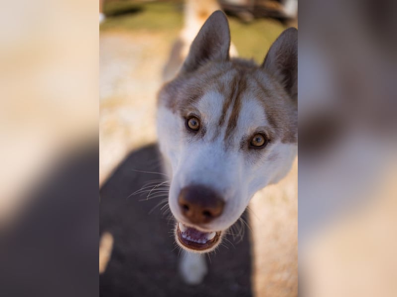 Husky- Rüde Rio ❤️ verschmust, verspielt, freundlich!
