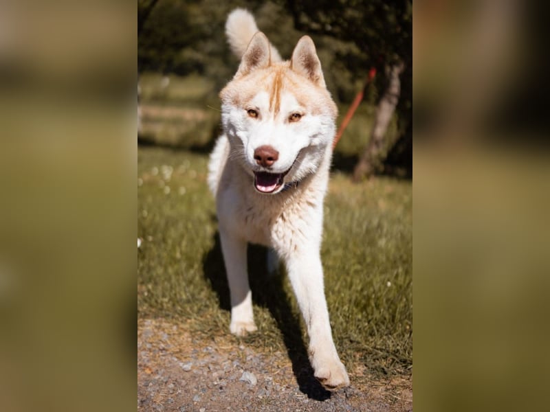Husky- Rüde Rio ❤️ verschmust, verspielt, freundlich!