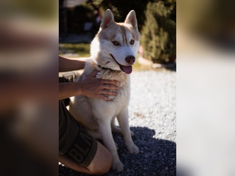 Husky- Rüde Rio ❤️ verschmust, verspielt, freundlich!