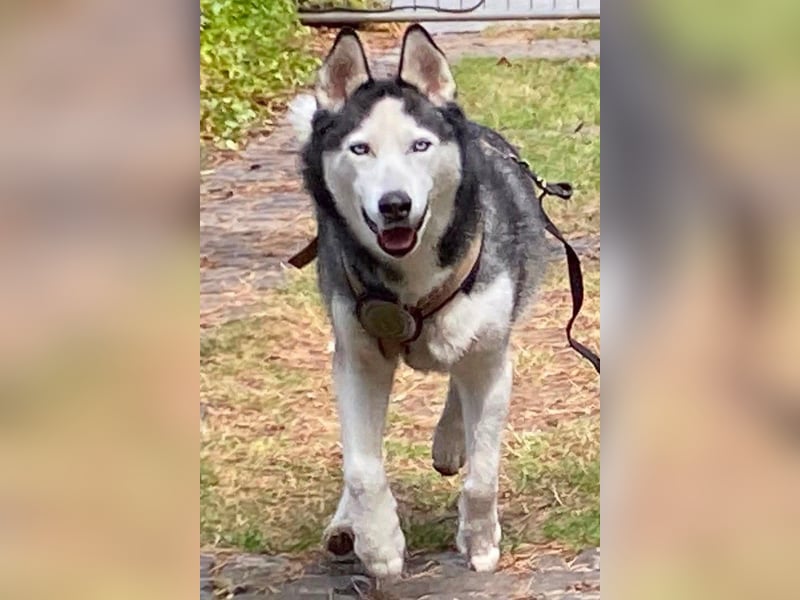 Husky MAX❤️ bezaubernder, menschenbezogener Rüde wartet schon in 56626 Andernach