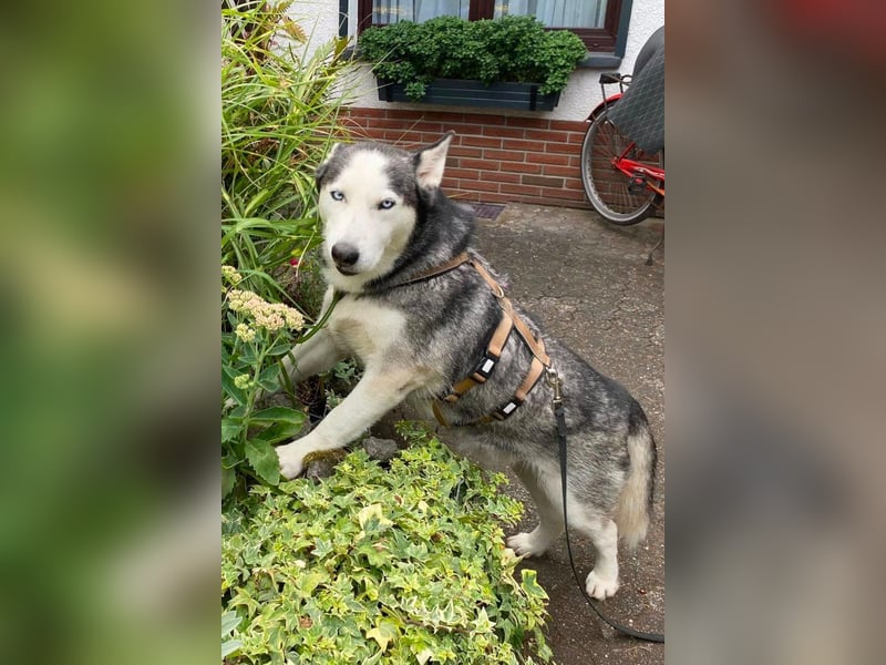 Husky MAX❤️ bezaubernder, menschenbezogener Rüde wartet schon in 56626 Andernach