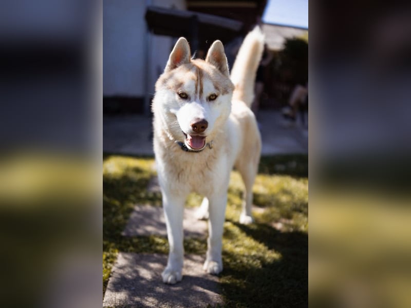 Husky- Rüde Rio ❤️ verschmust, verspielt, freundlich!
