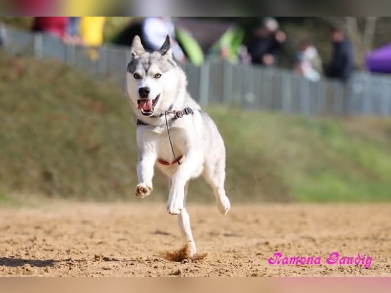 Liebevoller sibirischer Husky