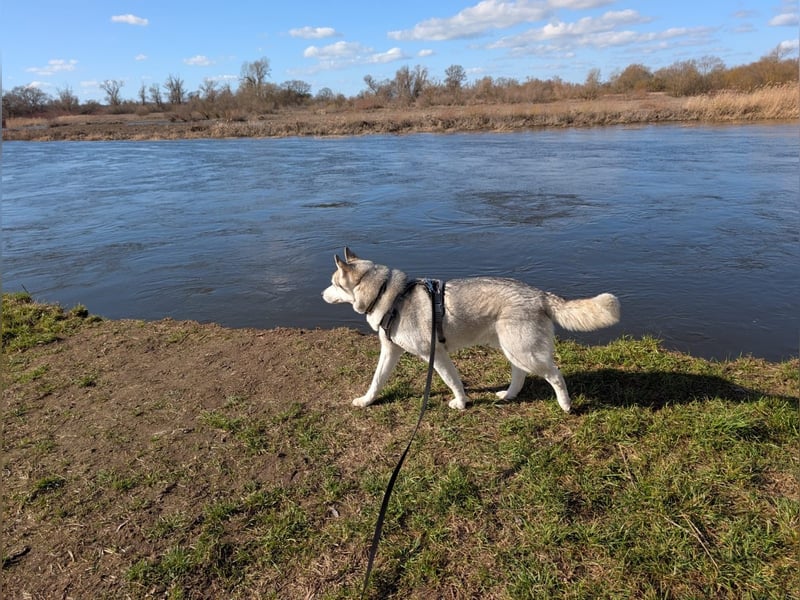 Liebevoller sibirischer Husky