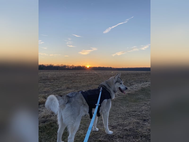 Liebevoller sibirischer Husky