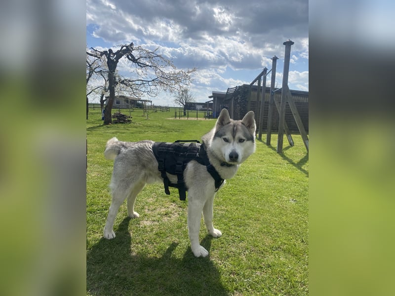 Liebevoller sibirischer Husky