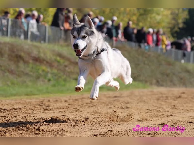Liebevoller sibirischer Husky