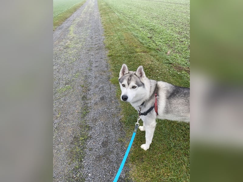 Liebevoller sibirischer Husky