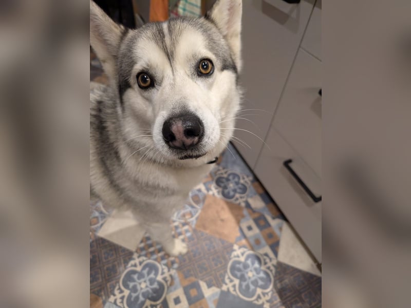 Liebevoller sibirischer Husky