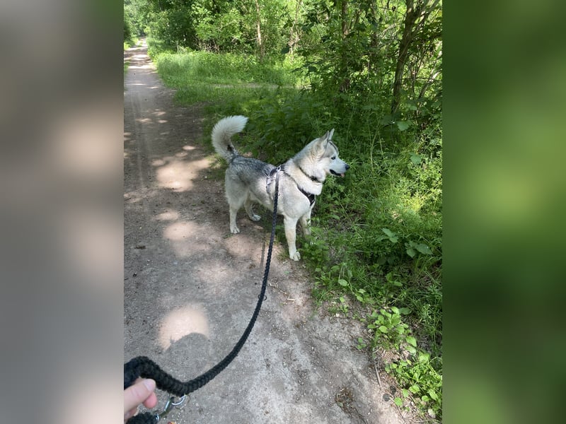 Liebevoller sibirischer Husky