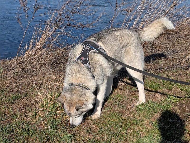 Liebevoller sibirischer Husky