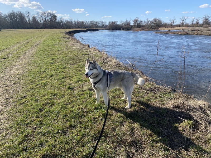 Liebevoller sibirischer Husky