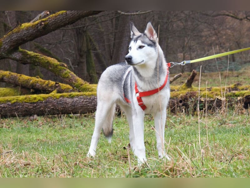 Bon - verspielter, kluger Junghund - Tierhilfe Franken e.V.