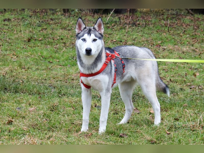 Bon - verspielter, kluger Junghund - Tierhilfe Franken e.V.