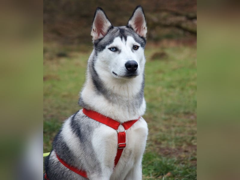 Bon - verspielter, kluger Junghund - Tierhilfe Franken e.V.