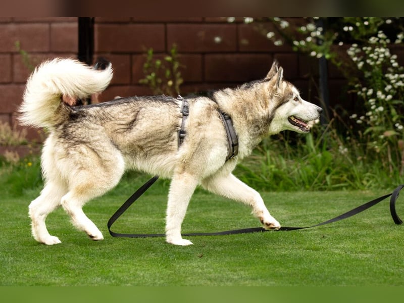 Wapaj - liebevoller, geduldiger Familienhund - Tierhilfe Franken e.V.
