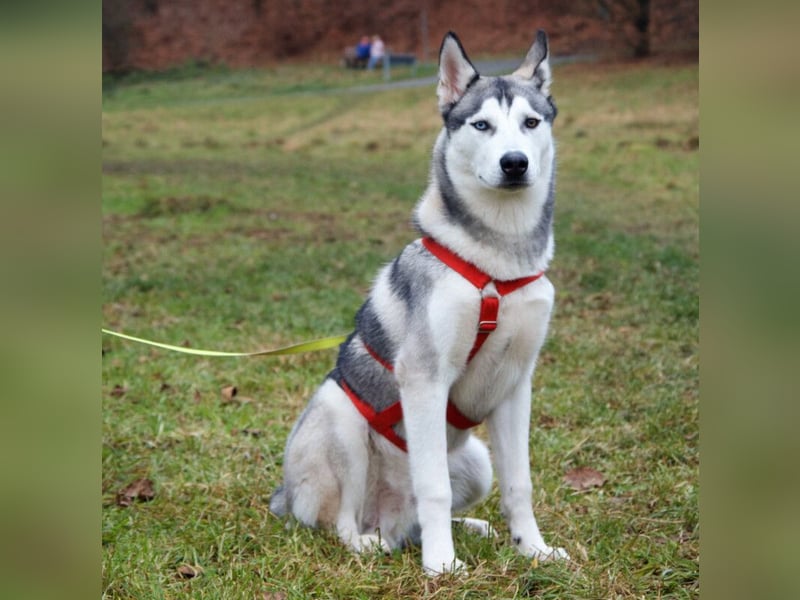Bon - verspielter, kluger Junghund - Tierhilfe Franken e.V.