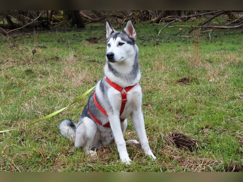 Bon - verspielter, kluger Junghund - Tierhilfe Franken e.V.