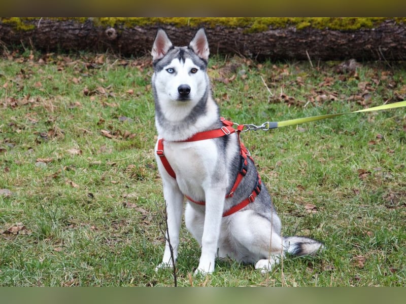 Bon - verspielter, kluger Junghund - Tierhilfe Franken e.V.