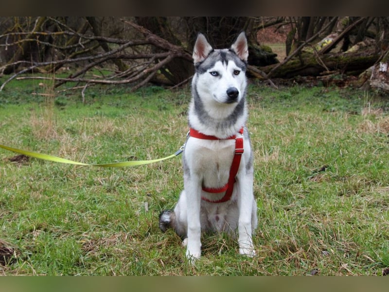 Bon - verspielter, kluger Junghund - Tierhilfe Franken e.V.