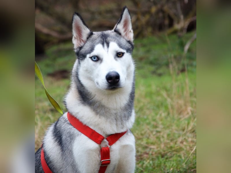 Bon - verspielter, kluger Junghund - Tierhilfe Franken e.V.