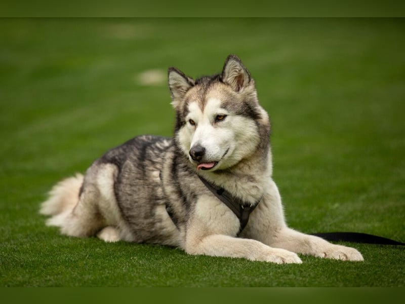 Wapaj - liebevoller, geduldiger Familienhund - Tierhilfe Franken e.V.