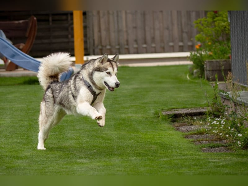 Wapaj - liebevoller, geduldiger Familienhund - Tierhilfe Franken e.V.