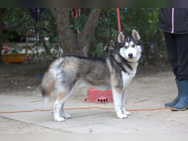 Oreon - toller Husky Rüde der lange Spaziergänge liebt